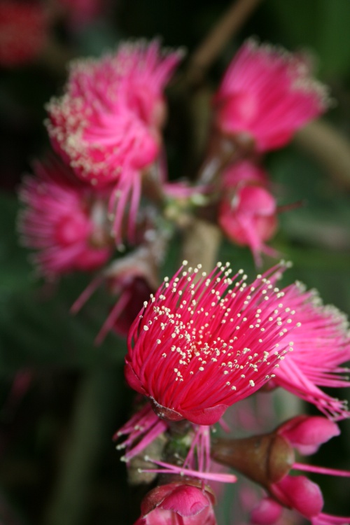Syxygium malaccense