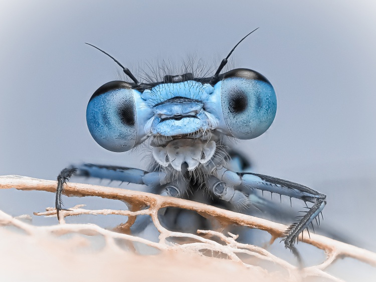 BlueJuffer-complete-makeover